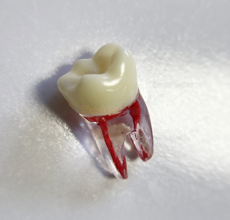 Dental Teeth Practice Model Endo File Molar Upper Lower Tooth Premolar Root 2/3-Rooted Canal